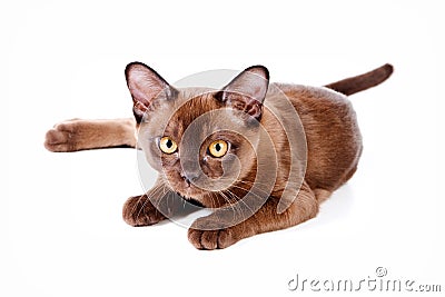 Burma brown kitten isolated on white Stock Photo