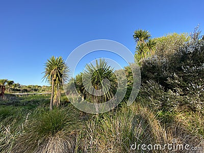 Photo of Cabbage Tree Ti Kouka or Cordyline Australis a Distinctive Tree in the New Zealand Landscape Stock Photo