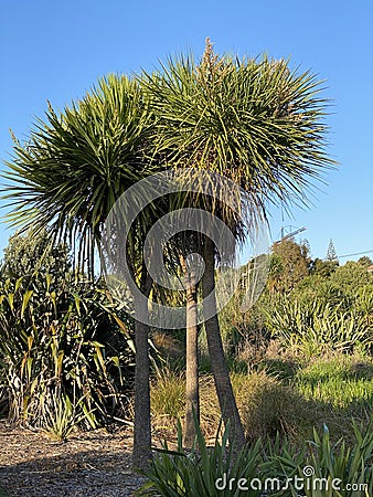 Photo of Cabbage Tree Ti Kouka or Cordyline Australis a Distinctive Tree in the New Zealand Landscape Stock Photo