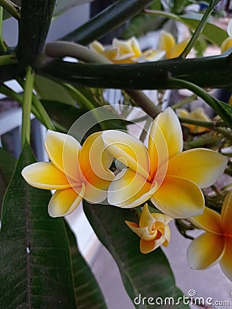 Photo of a Cambodian flower (Plumeria) blooming with its beautiful petals. Stock Photo