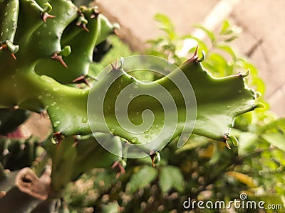 In this photo, we can see the beauty of a cactus being wetted by the rain. Stock Photo