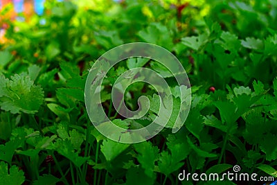 This photo capture on home garden Stock Photo