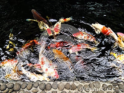 Glistening Koi Fish in a Peaceful Pond Stock Photo