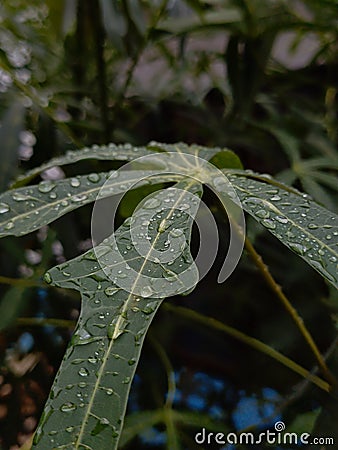 Photo of cassava leaves exposed to rain Stock Photo