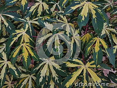 Photo of Cassava varigata leaves in a lush and beautiful looking field Stock Photo