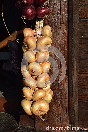 Chain of white onions hanging on wall Stock Photo