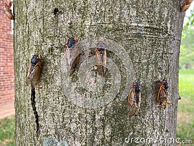Cicadas on the Tree in spring in May Stock Photo