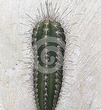 photo close up Cactus plant, suitable for house plants Stock Photo