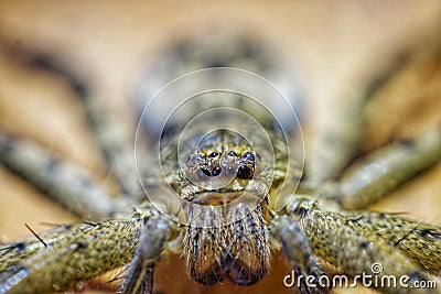 Close up spider with scary face Stock Photo