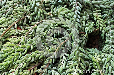 Succulents close up. Pharmaceutical garden, Moscow. Stock Photo