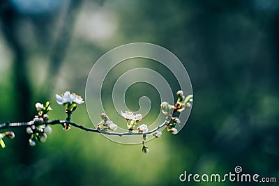 Photo of closeup blossoming tree in forest or park. Beautiful nature background Stock Photo