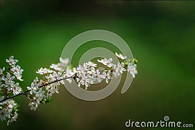 Photo of closeup blossoming tree in forest or park. Beautiful nature background Stock Photo