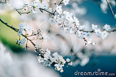 Photo of closeup blossoming tree in forest or park. Beautiful nature background Stock Photo
