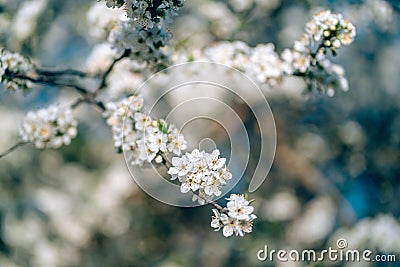 Photo of closeup blossoming tree in forest or park. Beautiful nature background Stock Photo