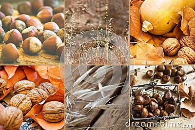 Photo collage six square images autumn, fall, hazelnuts, walnuts, dry colorful leaves, chestnuts in wicker basket, pumpkin Stock Photo