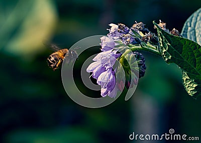 Photo a comfrey officinalis in the rays of the morning sun with a bee collecting honey Stock Photo