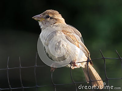 Garden Bird on a Plastic Fence Stock Photo