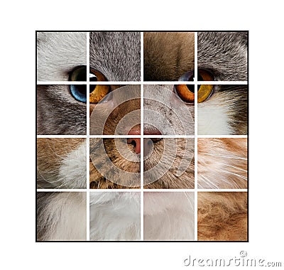 Photo composition of a cat's head made with various cats Stock Photo