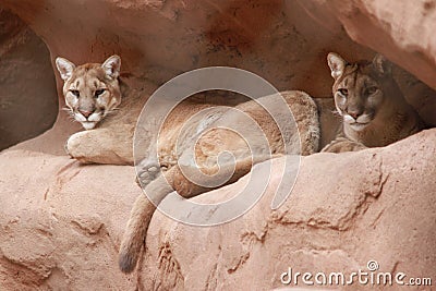 Cougars in the Phoenix Zoo Stock Photo