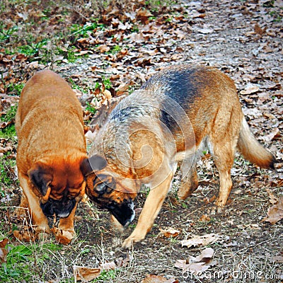 photo of a couple of dogs busy digging Stock Photo