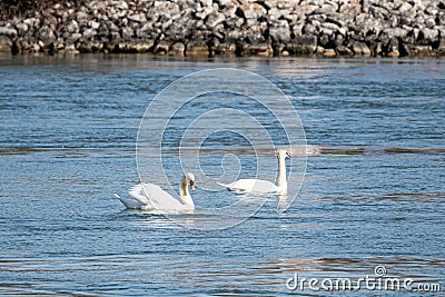 Photo of a couple of swans Stock Photo