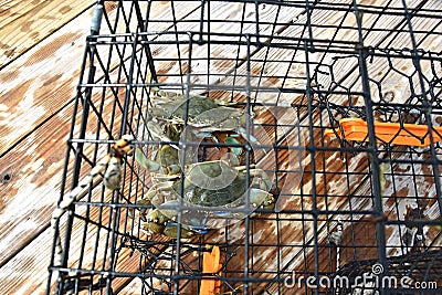 Blue crabs in a crab pot on the Chesapeake Bay in Virginia Stock Photo