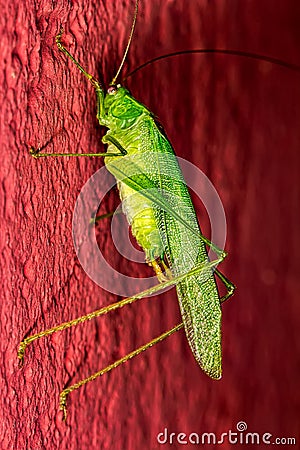 Cricket green in red wall closeup photo Stock Photo