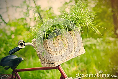 Photo of cute helm of bicycle with basket full of green bunch on Stock Photo