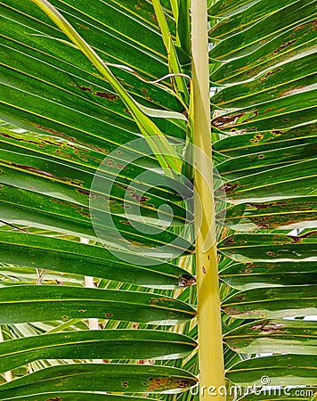 Photo of damaged and perforated coconut leaves caused by weather Stock Photo