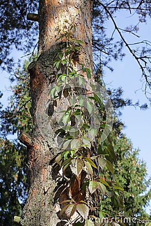 Photo of decorative grapes entwined with a pine trunk. Stock Photo