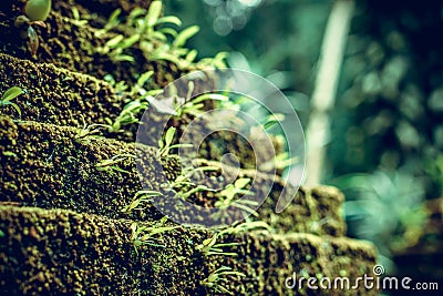 Photo depicting a bright green moss on an old stone in a rainforest of Bali island. Closeup of moss in a jungle. Stock Photo