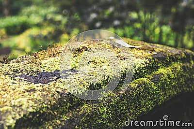 Photo depicting a bright green moss on an old stone in a rainforest of Bali island. Closeup of moss in a jungle. Stock Photo