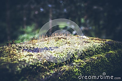 Photo depicting a bright green moss on an old stone in a rainforest of Bali island. Closeup of moss in a jungle. Stock Photo