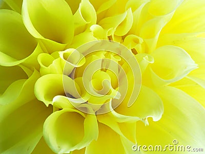 Yellow abstract flower Stock Photo