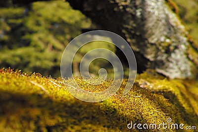 Photo detail moss yellow green background Stock Photo