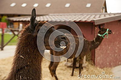 Dirty brown alpaca showing teeth Stock Photo