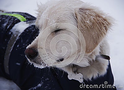 Photo of dog Golden retriever . Stock Photo