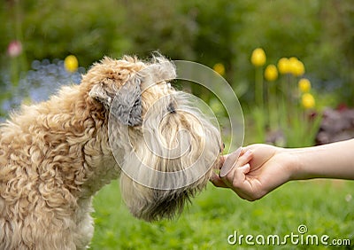 Photo of a dog receiving a reward for completing a command Stock Photo