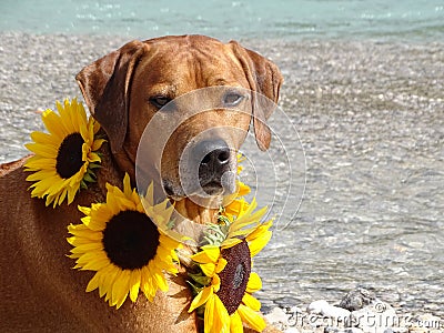 A dog, rhodesian ridgeback with sunflowers Stock Photo