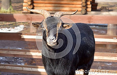 Domestic black goat. Stock Photo