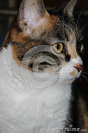 Photo of a domestic cat, animal, feline Stock Photo