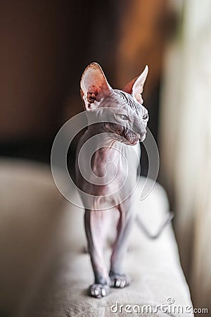 Photo of a domestic cat of the Sphynx breed. Portrait of a bald gray cat that walks the sofa Stock Photo