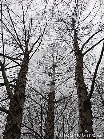 Dreary Winter Bare Trees on an Overcast Day in February Stock Photo