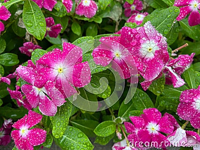 Drenched Pink Impatiens Flowers in September in Fall Stock Photo