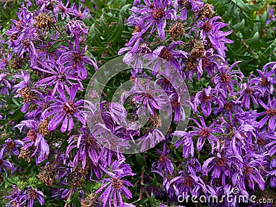 Drenched Purple Flowers in September in Fall Stock Photo