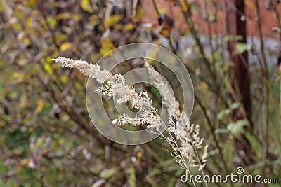 Photo of dried meadow grass. Close-up. Stock Photo
