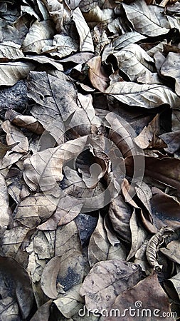 Photo of dried up leaves Stock Photo