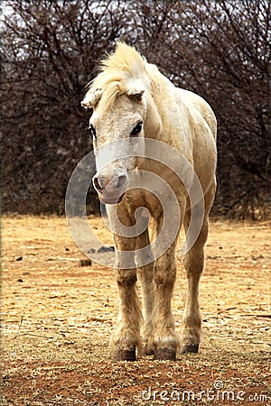 Title: A portret photo of a unusual, white, dirty demon faced mule. Stock Photo