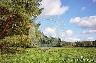 Photo of the edge of the forest Stock Photo