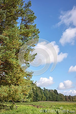 Photo of the edge of the forest Stock Photo